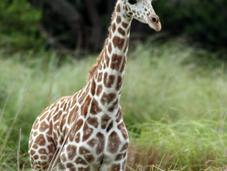 Elegir mejor operador para safari África