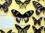 entrada Butterfly