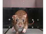 Ratas paralíticas consiguen andar