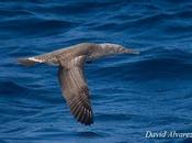 Migración diferencial: ¿viajan lejos jóvenes hembras?