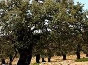 Quercus alpestris Boiss. Quejigo montaña
