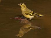 Lúgano Carduelis spinus