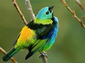 Birding Itatiaia (Brasil)