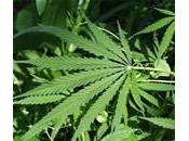 Cannabis sativa, Marihuana