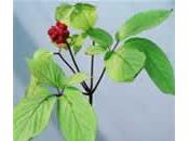 Ginseng