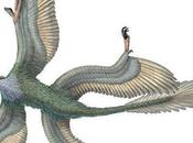 Microraptor: planeador despatarrado