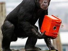 Chimpancés detrás cámaras