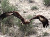 kingdom eagle-el reyno aguila