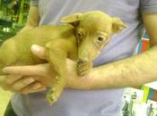 Otro desecho cazador... ellos abandonan