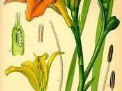 Flor