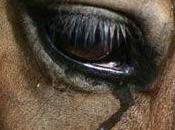 ¿QUÉ ANIMALISTA? (Julio Ortega)