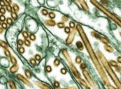 verde experimentos gripe mutante