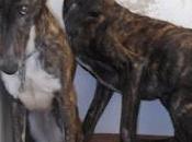 urgente!! necesitamos euros salvar galgos perrera, bernardo mastina. jerez (cadiz)