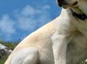 Labrador Retriever, raza perros preferida