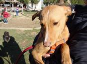 Historias adoptad@s.