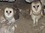 Lechuzas
