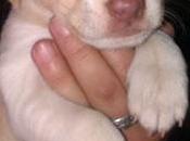 Cachorrito adopción.