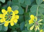 Coletuy coronilla