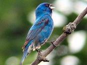 ¿Por suena fuerte canto pájaros amanecer?