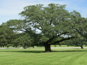 Árbol Confundido