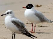 Gaviotas cabecinegras-mediterranean gull