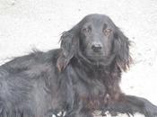 Peque Sevilla breton negro super cariñoso