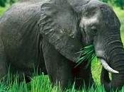 elefantes