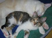ventajas tener gato