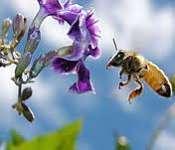 abejas capaces manipular ideas abstractas