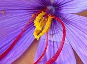 FLOR BELLA. Fábula
