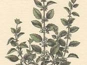 Melisa, Melissa Officinalis