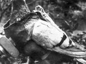 orientación palomas