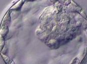 estudio elaborado investigadores Instituto Fertilidad Clínicas Rincón relaciona serotonina aborto temprano procesos fecundación vitro