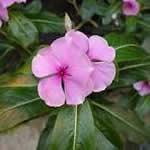 Vinca rosea