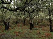 Parque Natural Alcornocales