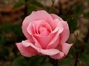rosa libro