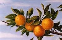 Guerra Naranjas