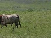 Jornada peña curro jiménez ganadería ramón sánchez