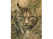 programa cría cautividad lince ibérico supera previsión inicial