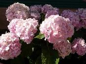 Hortensia