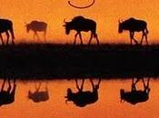 Dave Grusin Migration