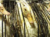 origen foie-gras o...