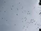 560.000 aves cruzaron Estrecho Gibraltar 2009