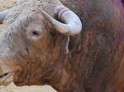 “inocente químico”