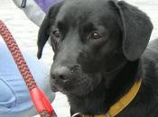 ROCKY mestizo labrador meses Madrid Urgente!!!‏