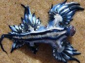 Conociendo Babosa Marina: Glaucus atlanticus Dragón azul)