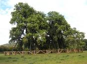 Ruta senderista hasta encina Terrona: cuando Naturaleza convierte Monumento