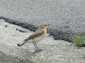 Collalba gris migración