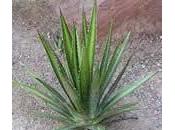 Agave