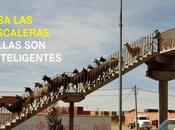 Llamas escalera